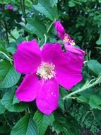 purple wild rose flower in a garden