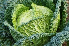 savoy cabbage on a bed