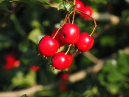 fruits of crataegus monogyna