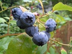 bilberry american fruit