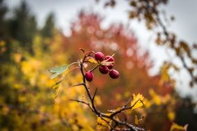 berry red on the tree