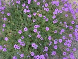 small purple flowers in the flowerbed