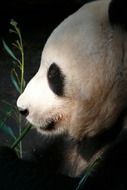 san diego zoo, panda, profile portrait