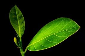 green sprout of jack fruit