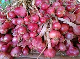 red onions