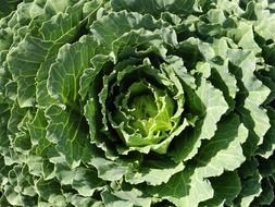 kale plant in nature