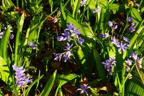 violent blossoms with green leaves in a garden