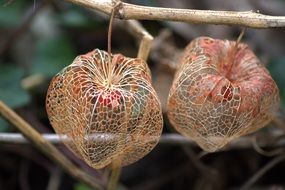 dry flowers on plants