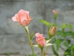 light pink roses with buds on a bush