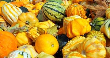 Pumpkin harvest in October