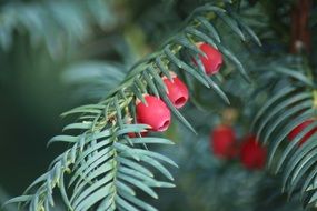 yew autumn fruits