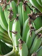 green bananas on a bush close-up