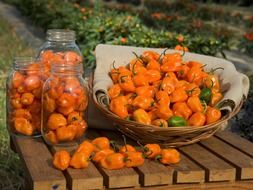colorful habanero peppers on table close-up