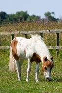 white-brown pony grazing in corral