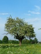 blooming Apple tree in the field