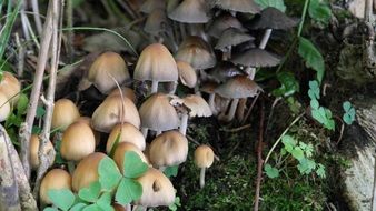 brown fungi on forest floor