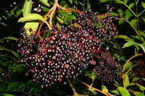 fruit cluster of elderberries