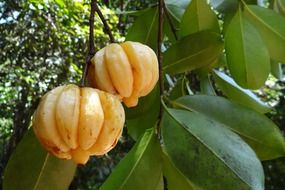 garcinia cambogia fruit grows on a tree