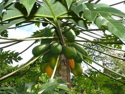 papaya jungle south america healthy