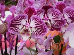 many purple bright orchids
