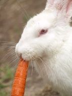 bunny eting carrot