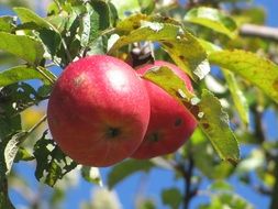 apples on a tree branch close-up on blurred background