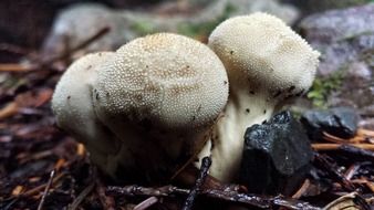 unusual mushrooms on dry grass close up