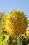 photo of a sunflower without petals in a field