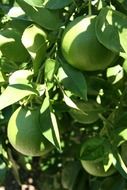 ripening oranges, usa, California