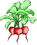 three ripe radishes as a graphic image