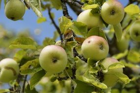 green apples in the garden