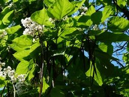 Tree with green leaves on it