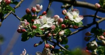 blooming tree in sunny spring day