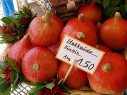 Hokkaido pumpkins in nature