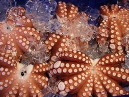 raw octopuses, frozen seafood close-up