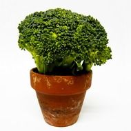 broccoli in a pot