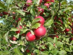 Red apples in the garden