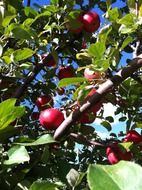 red apples on a tree in the garden