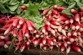 oblong pink radishes with white tips On the market