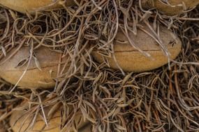 banksia close up