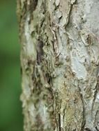 apple tree trunk close up