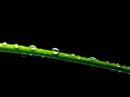 water drops on a green blade of grass close-up