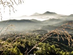 mountain view through the grass