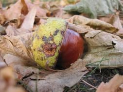 chestnut on autumn leaves