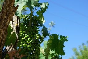 green grapes on tree sky view