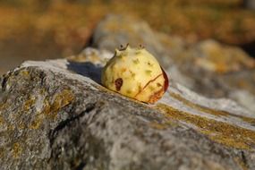 chestnut shell on the stone