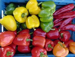 colored peppers in a blue box