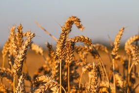 Golden wheat field close up