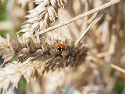 ladybug on wheat spike