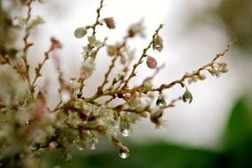 water drop on plant branch macro